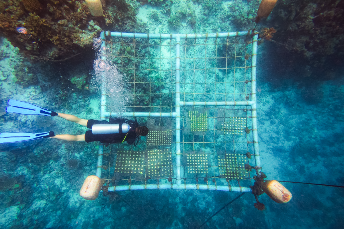 Coral Planting